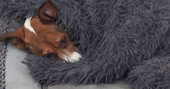 ana celeste  pet sitter à Derval 44590_9