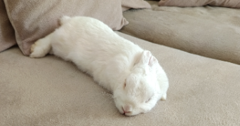 armina pet sitter à ALFORTVILLE 94140_1