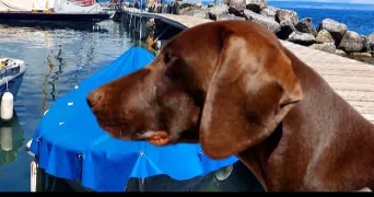 emmanuelle pet sitter à ROUEZ 72140