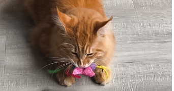 jade pet sitter à ANGERS 49000_0