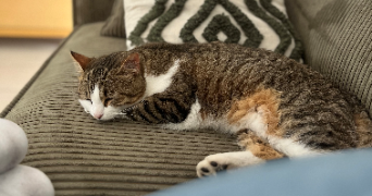 chloé pet sitter à LONS 64140_2