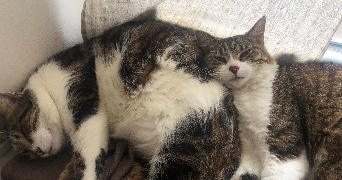 lilou pet sitter à DOLE 39100_1