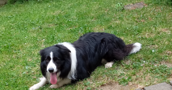 anne-sophie pet sitter à LA CHEVROLIERE 44118_11