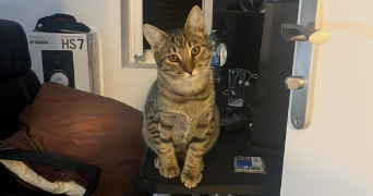 rafaël pet sitter à MARSEILLE 04 13004_3
