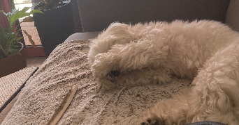 paniz pet sitter à STRASBOURG 67100_3