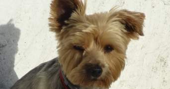 marie christine dog sitter à SOULLANS 85300_2