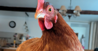 sophie pet sitter à CAUMONT SUR DURANCE 84510_3