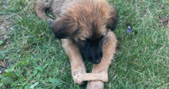 enza pet sitter à ST GERMAIN LES BELLES 87380_1