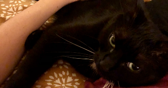 camille pet sitter à BOULOGNE BILLANCOURT 92100_3