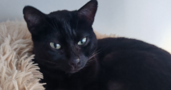 camille pet sitter à SAUMUR 49400_3