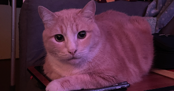 alison pet sitter à Morteau 25500_8