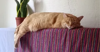 mégane pet sitter à ORNOLAC USSAT LES BAINS 09400