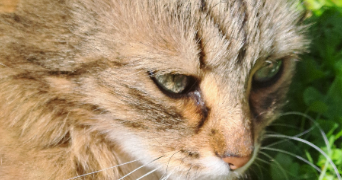 genevieve pet sitter à CREGY LES MEAUX 77124_0