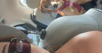 cassandra pet sitter à CLERMONT FERRAND 63000_0