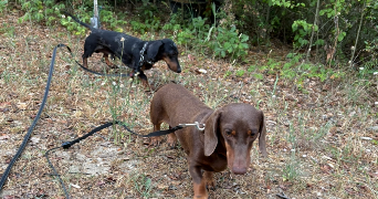 loïse pet sitter à GREASQUE 13850_3