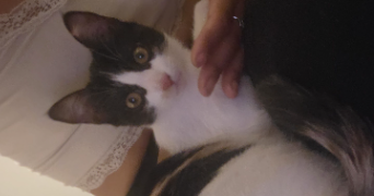 mélina pet sitter à ST SATURNIN LES AVIGNON 84450_0