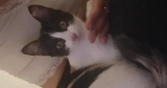 mélina pet sitter à ST SATURNIN LES AVIGNON 84450