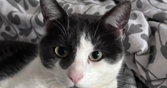 ines pet sitter à LEVES 28300_1