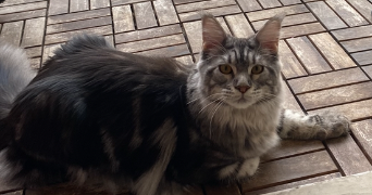 lou pet sitter à ASNIERES SUR SEINE 92600_4