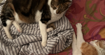 nesrine pet sitter à LILLE 59000_2