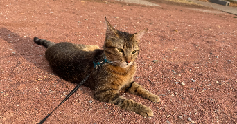 riko pet sitter à LYON 08 69008_1