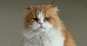 sajoie pet sitter à PESSAC 33600_2