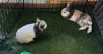 emilie pet sitter à ARPAJON 91290_3