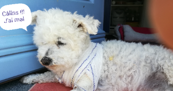 elido pet sitter à PAIZAY LE SEC 86300_6