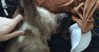 thomas pet sitter à ST DENIS 93200_4