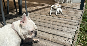noémie pet sitter à BON ENCONTRE 47240_1