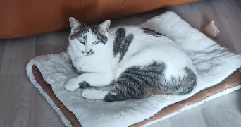 patricia pet sitter à QUINSSAINES 03380