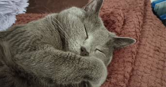 guenael pet sitter à METZ 57050_2