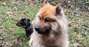 amandine pet sitter à ATHIS MONS 91200_3