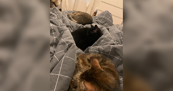 lolly pet sitter à TOURS 37000_2
