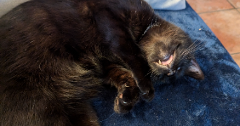 malou pet sitter à ELANCOURT 78990_1