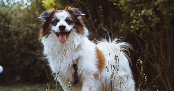 sophie pet sitter à BOIS COLOMBES 92270_0