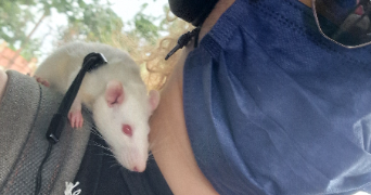 rayleigh pet sitter à TOULOUSE 31500_2