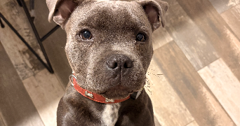 marie pet sitter à CONQUES SUR ORBIEL 11600_4