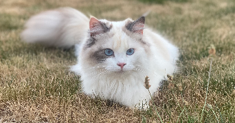 pauline pet sitter à ERDEVEN 56410_3