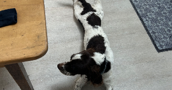 flavie pet sitter à ST PIERRE DES CORPS 37700_8