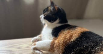 pauline pet sitter à REIMS 51100_3