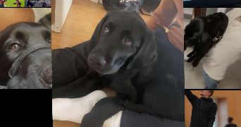 julien pet sitter à VINCENNES 94300_1