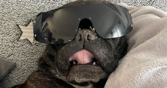 sarah pet sitter à TOULOUSE 31400_3