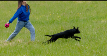 lisa pet sitter à ASTAFFORT 47220_2