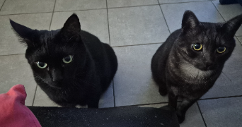 agnès pet sitter à IVRY SUR SEINE 94200_1