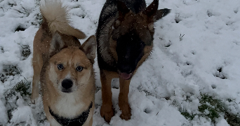 marie pet sitter à NANTERRE 92000_1