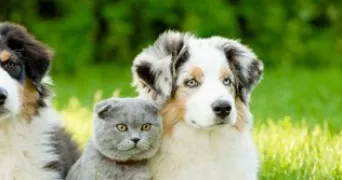 mona pet sitter à ST OUEN SUR SEINE 93400