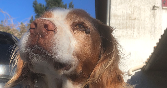 baptiste pet sitter à CALUIRE ET CUIRE 69300_2