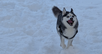 emilie pet sitter à GUYANCOURT 78280_0