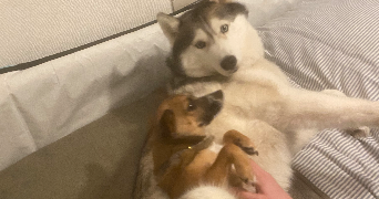 jérémy pet sitter à SANGUINET 40460_2